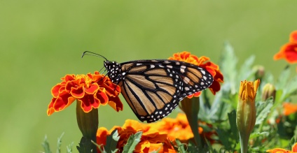 6 Steps to a Great Garden this Summer