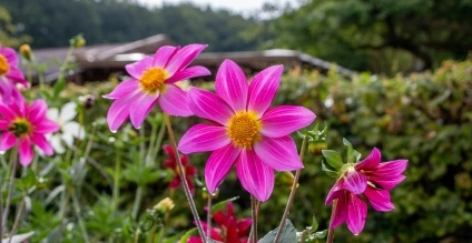 Feeding your garden - because plants need more than just sun and water