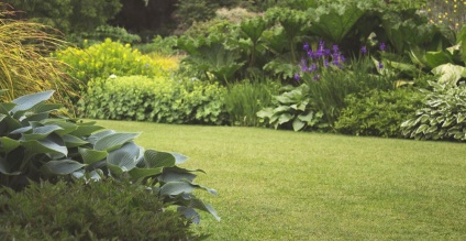 6 Steps to a Perfect Lawn this summer