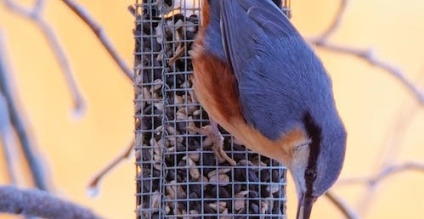 5 Reasons to Feed Your Garden Birds All Year Round